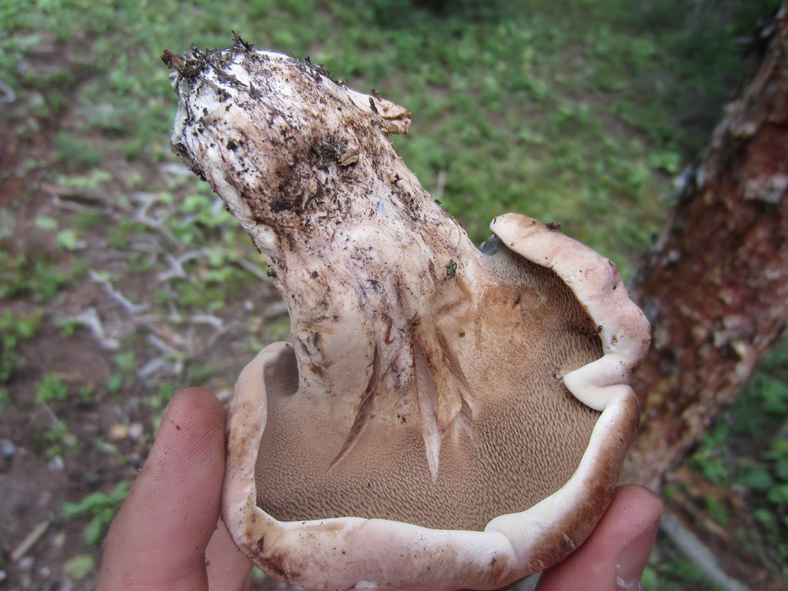 Souvenir Chronicles COLORADO THE GREAT MUSHROOM HUNT