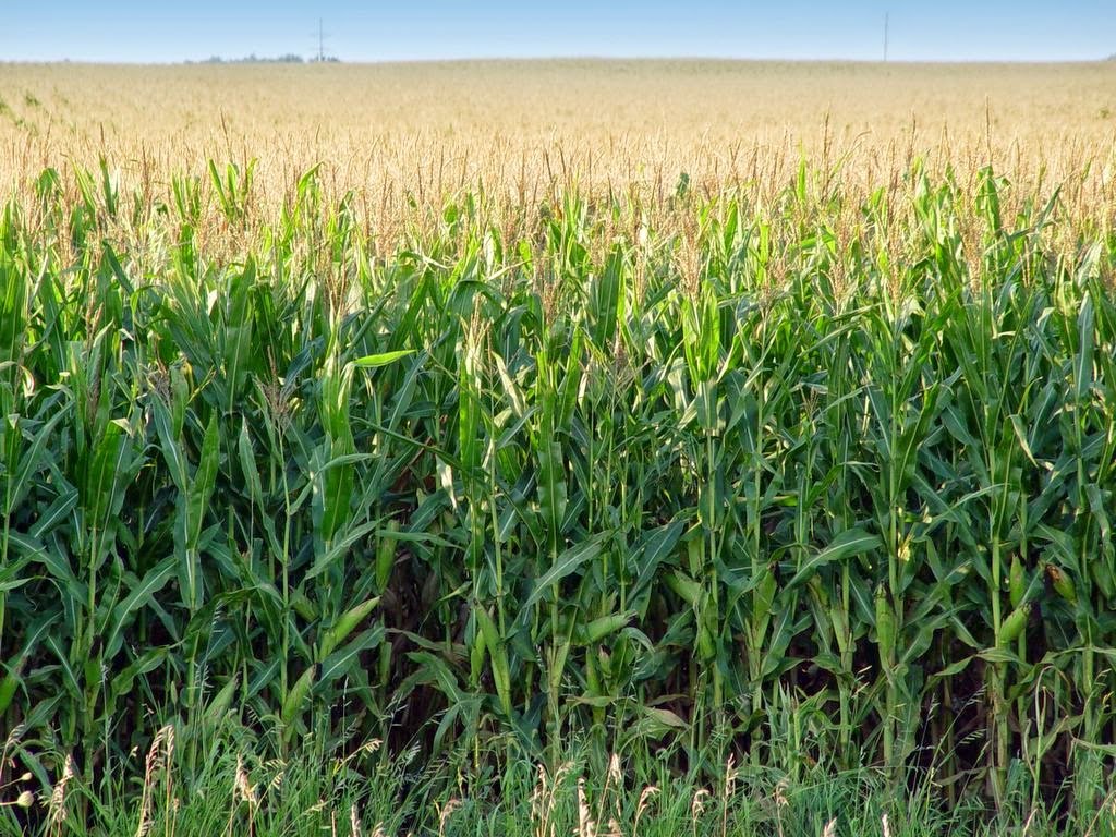Infosmo: Cara menanam jagung tanpa repot