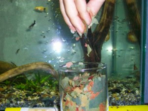 ALIMENTACIÓN CORRECTA DE PECES ALIMENTACIÓN CORRECTA DE PECES