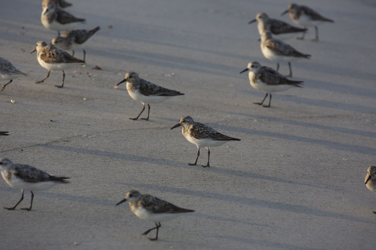 Shadows & Light Sarasota Sojourn