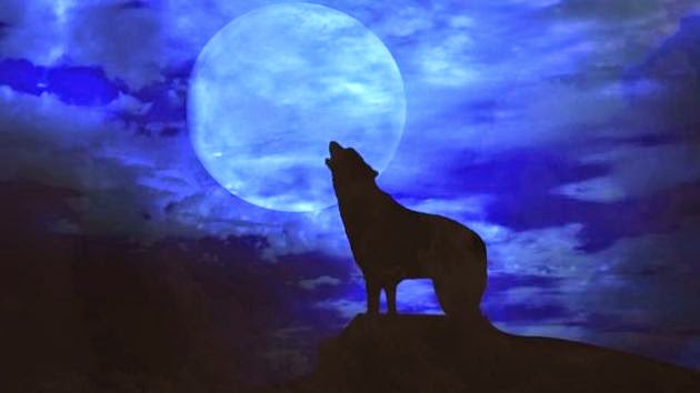 ¿Influye la luna llena en los animales?