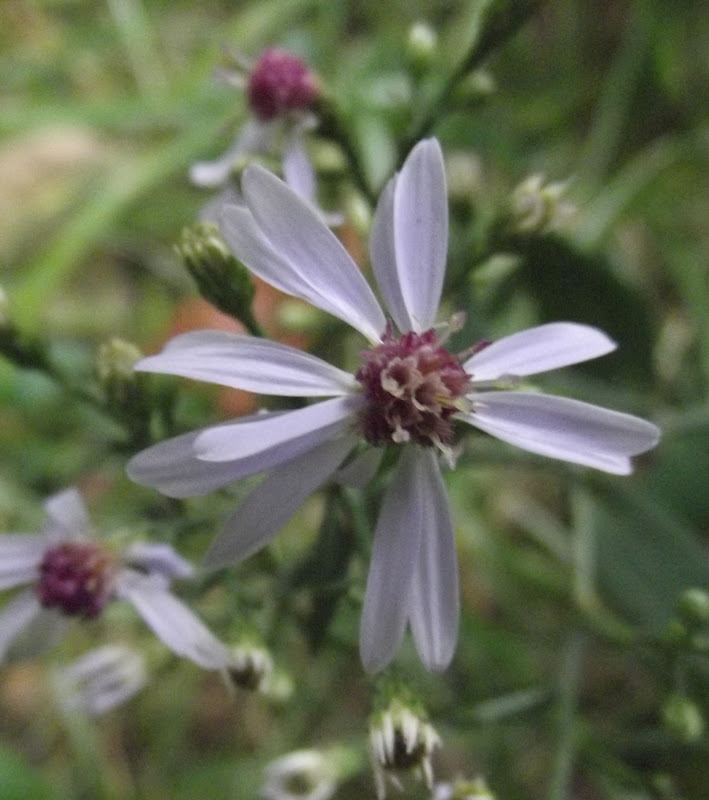 In The Garden: Wild Aster