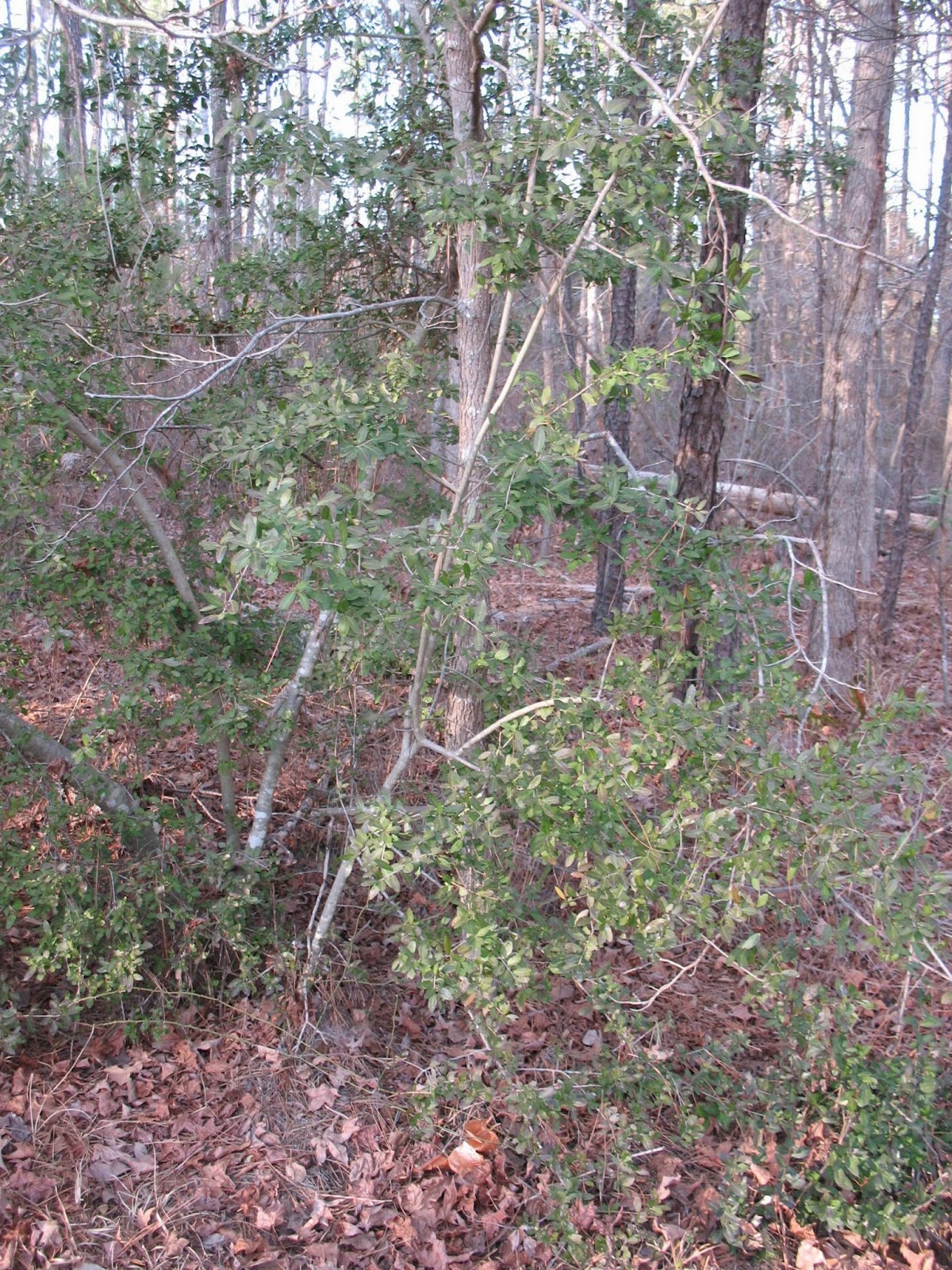 Sensible Survival Yaupon Holly as a Coffee Substitute