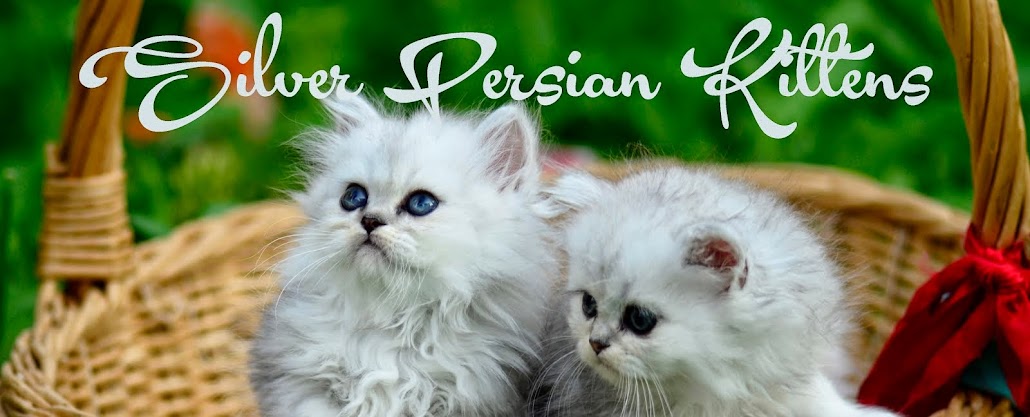 Silver Persian Kittens
