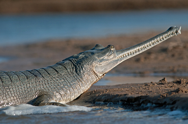 Indian Gharial - Gavialis Gangeticus | The World Of Animals