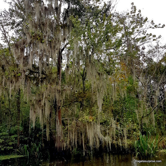 Musgo baraba de velho, típico dos pântanos da Luisiana