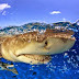 Ο «πρωτότυπος» καρχαρίας Εντοπίστηκαν τα απολιθώματα αρχέγονου είδους