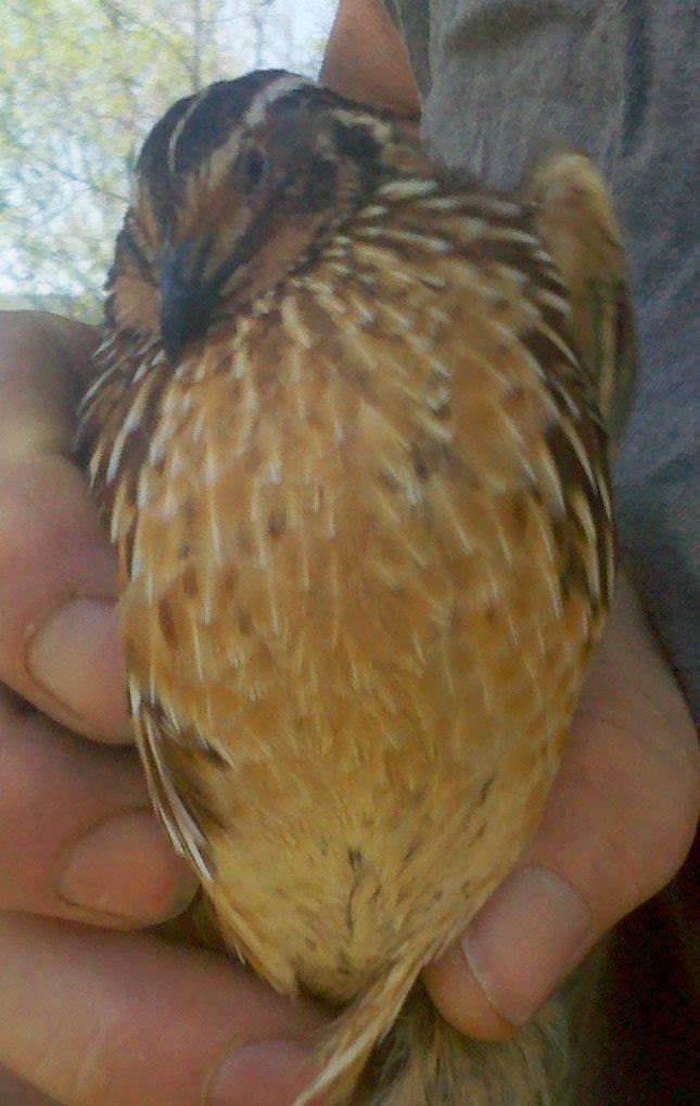 Japanese Coturnix quail, how to tell the male from the female in quail, 