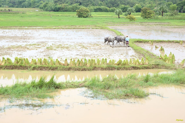 Objetivo Birmania - Blogs de Myanmar - 18-08-16. La excursión fallida a Bago. (3)