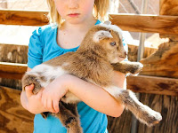 How To Care For A Baby Pygmy Goat