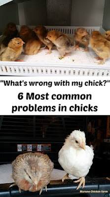 illness in chicks