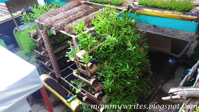 Cervantes Farm in CDO Promotes Square Foot Gardening and FAITH - Write