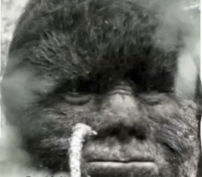 Todd Standing's Blinking Bigfoot Recreated By Bigfoot Researcher ...