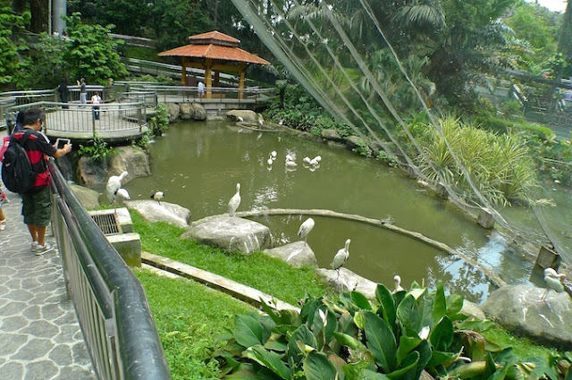 KL Bird Park Tempat Wisata Populer di Malaysia