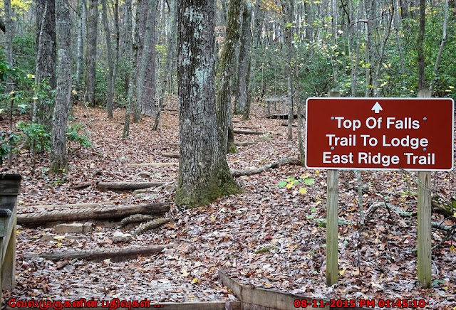 East Ridge Trail in Amicalola Falls State Park