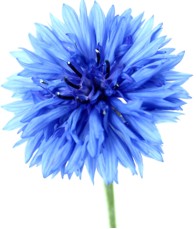 Uma linda e adorável mulher