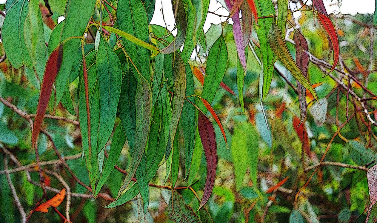 My Desktop Daily DESKTOP 990 GUM LEAVES