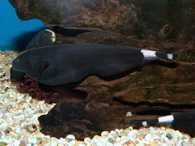 Klasifikasi dan Morfologi Ikan Black Ghost