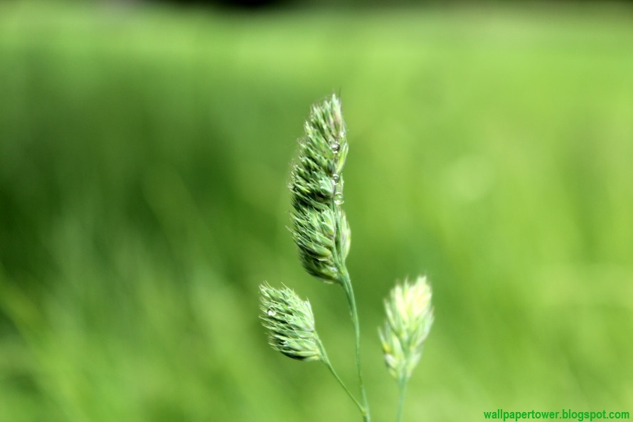 Grass Seed Heads Plant - Wallpaper Tower