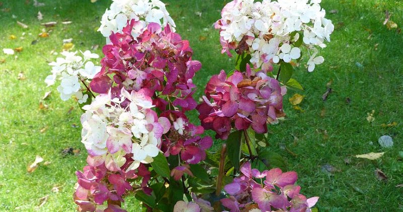 Les Pins Noirs Hydrangea Paniculata Diamant Rouge Rendia Et H