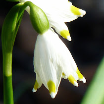 http://wild-flowers-of-europe.blogspot.nl/2015/03/leucojum-vernum.html