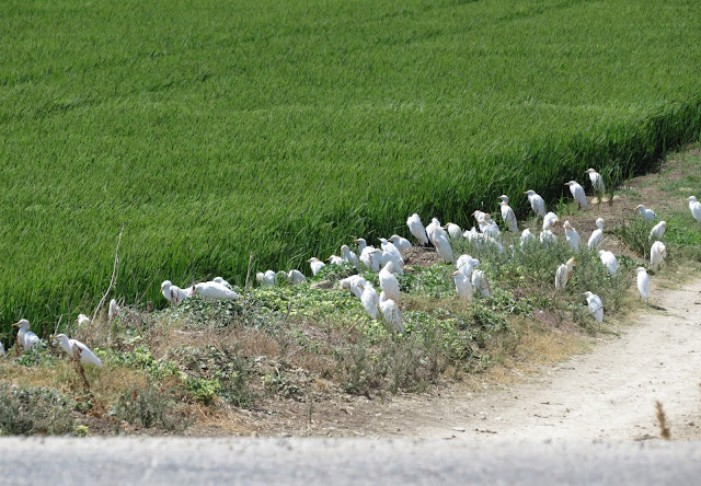 Cattle Egrets - Spain