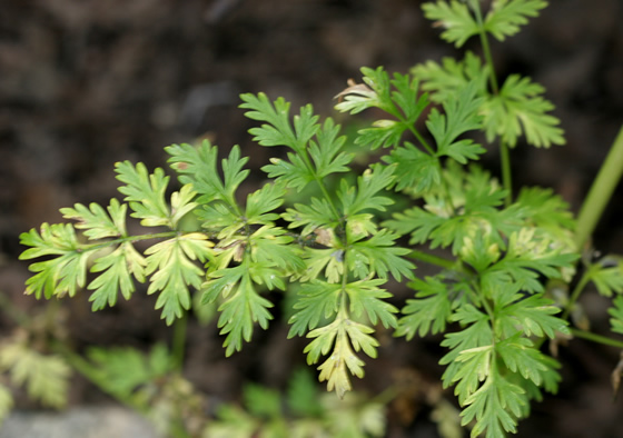 Fernleaf Lomatium dissectum