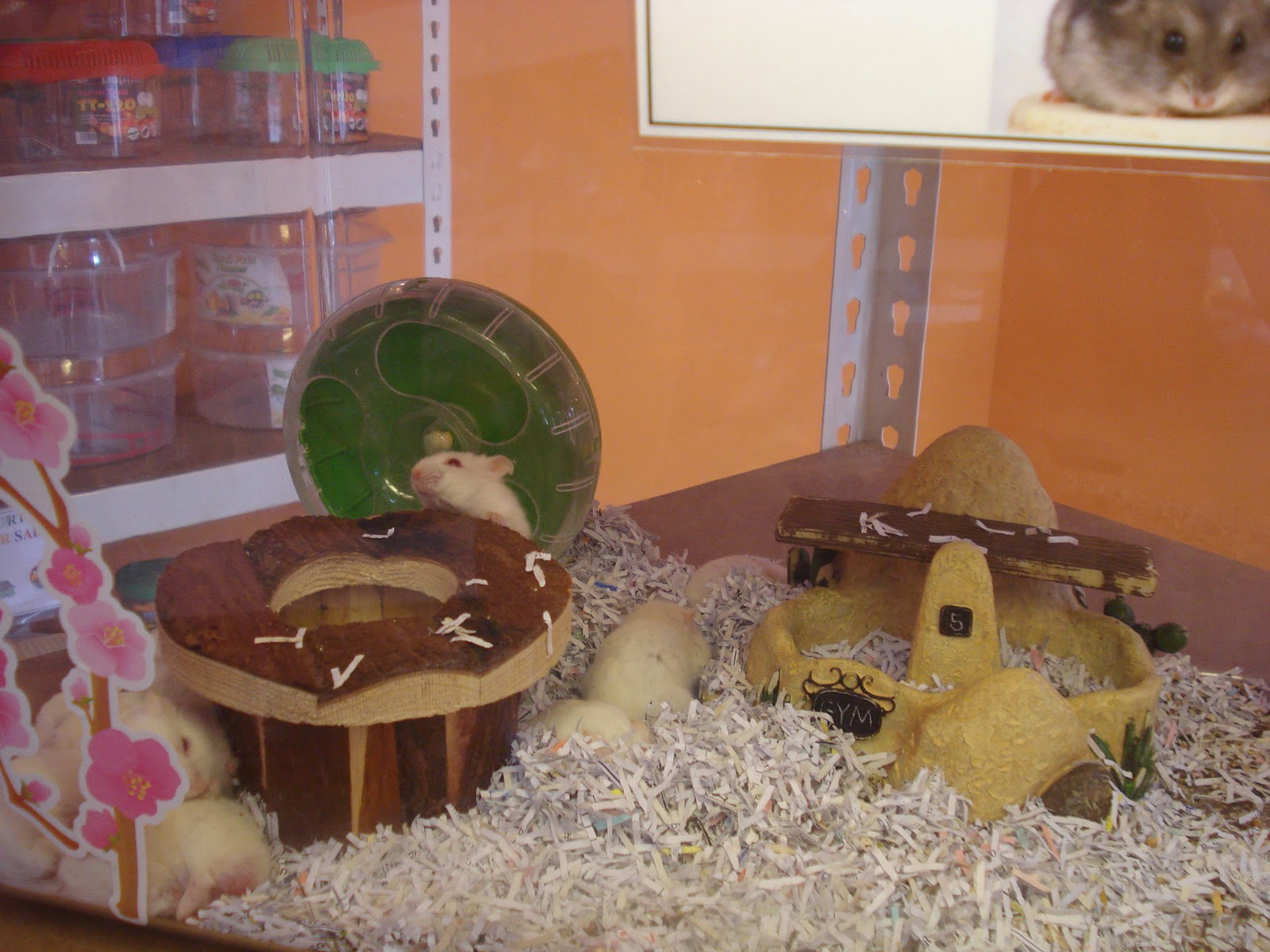 HERO PET MART: Pets For Sale In Hero Pet Mart