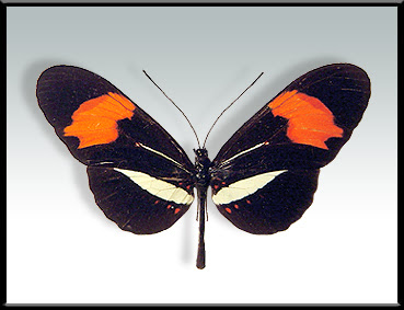 Mariposa almendra Heliconius erato
