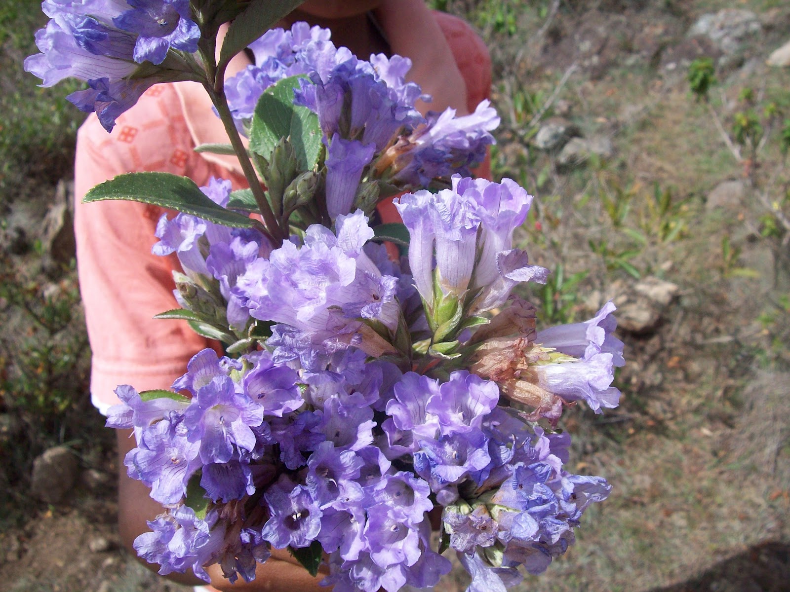 Indian flowers and herbs Kurinji, the Twelve year Wonder of the Western Ghats