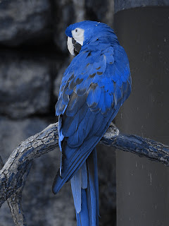 Macaw + Blue 416cbc; Mode Hue; Opacity 100%