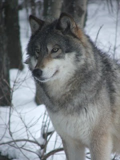 Save Our Nature Wildlife: Wolves of The World