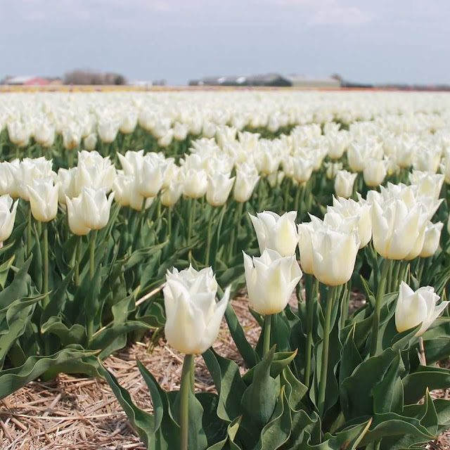 Hình ảnh hoa Tulip trắng & Ý nghĩa của hoa Tulip màu trắng là gi?