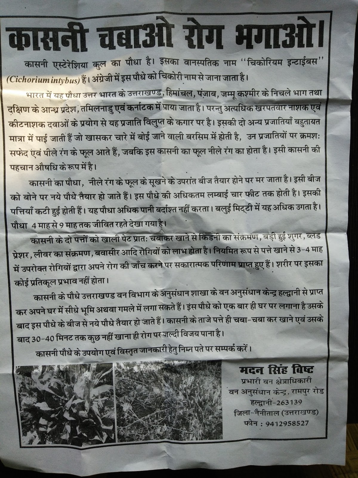 Kasni Plant Benefits In Hindi Rima1