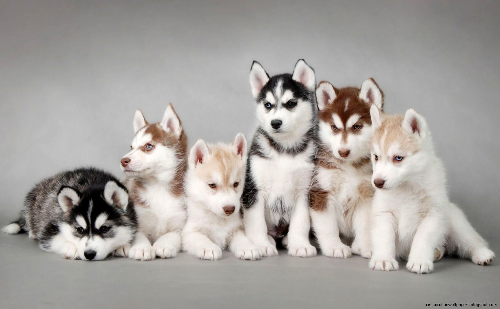Siberian Huskies Puppies