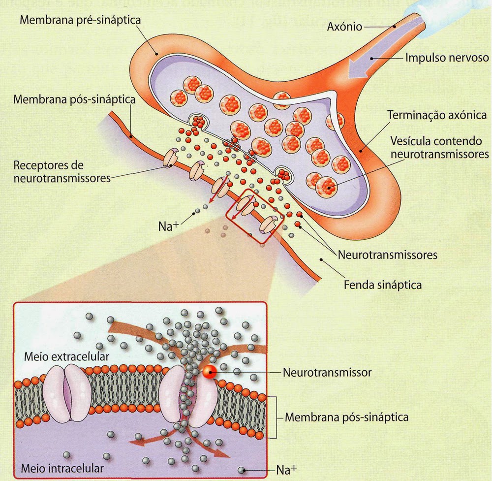 Sala BioQuímica O que é o impulso nervoso?