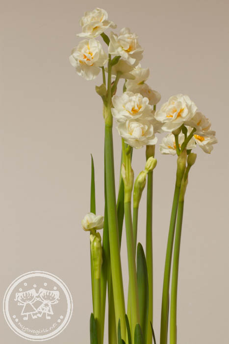 Narcissus for Chinese New year