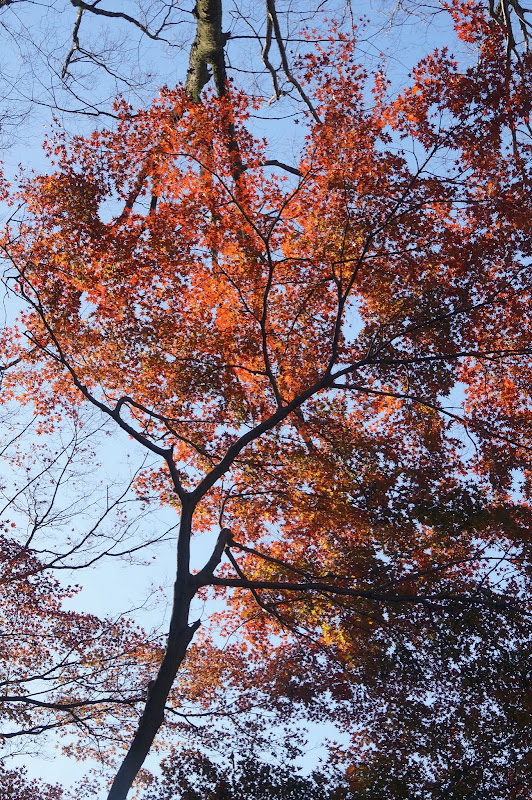 千坂樂屋 百名城紀行 日本100名城no 39 岐阜城