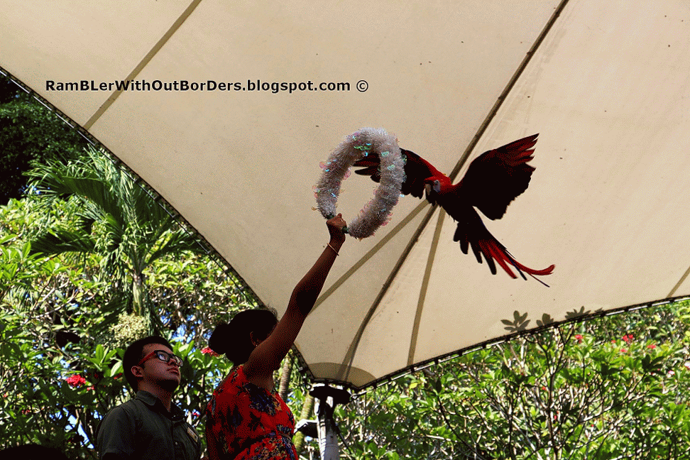 High Flyers Show, Jurong Bird Park, Singapore