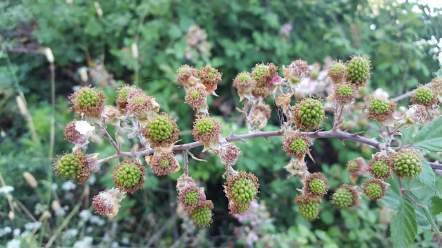 Rubus ulmifolius - Zarzamora
