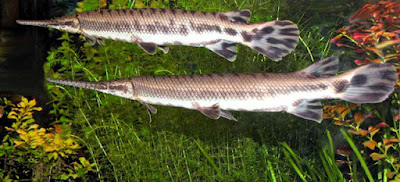 Ikan Lepisosteus oculatus (Spot Gar)