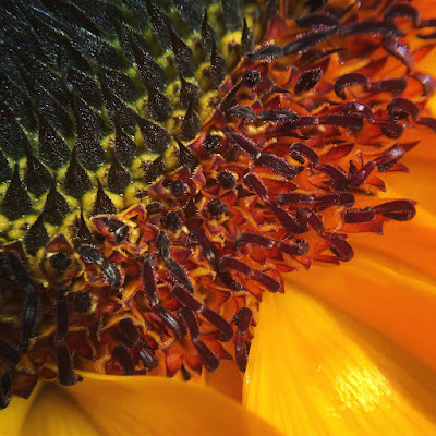 Micro sun sunflower, taken with iPhone 6s and Olloclip macro lens