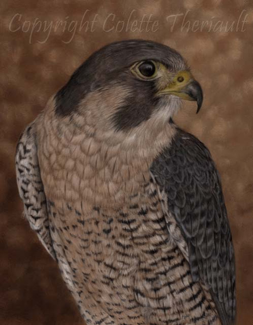 Peregrine Falcon Painting in Pastel by Award Winning Animal Artist Colette Theriault