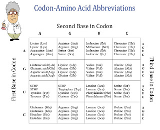 How To Use An Amino Acid Chart