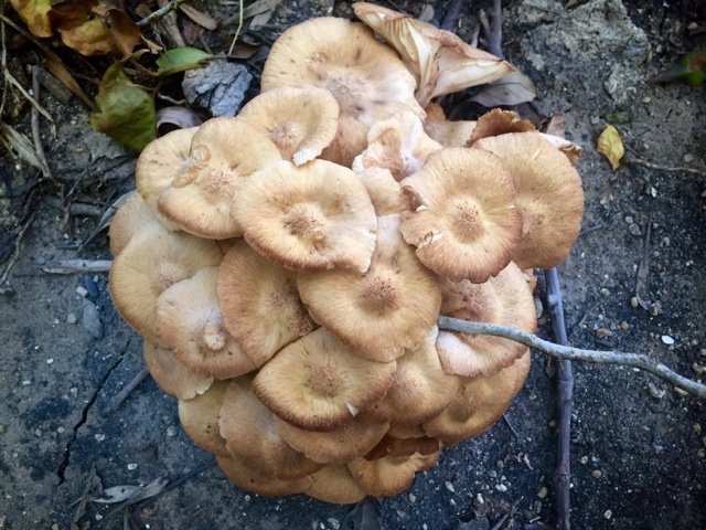 The Foraged Foodie The Ringless Honey Mushroom Armillaria Tabescens The Foraged Foodie The Ringless Honey Mushroom Armillaria Tabescens