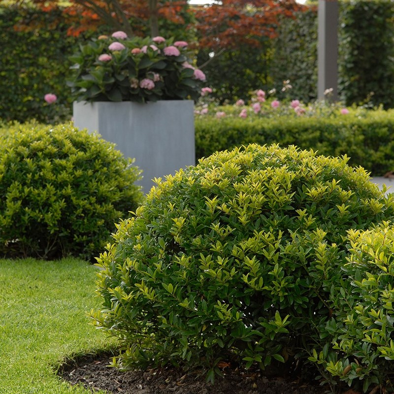 Proven Winners Colorchoice Plant Of The Week Plant Of The Week