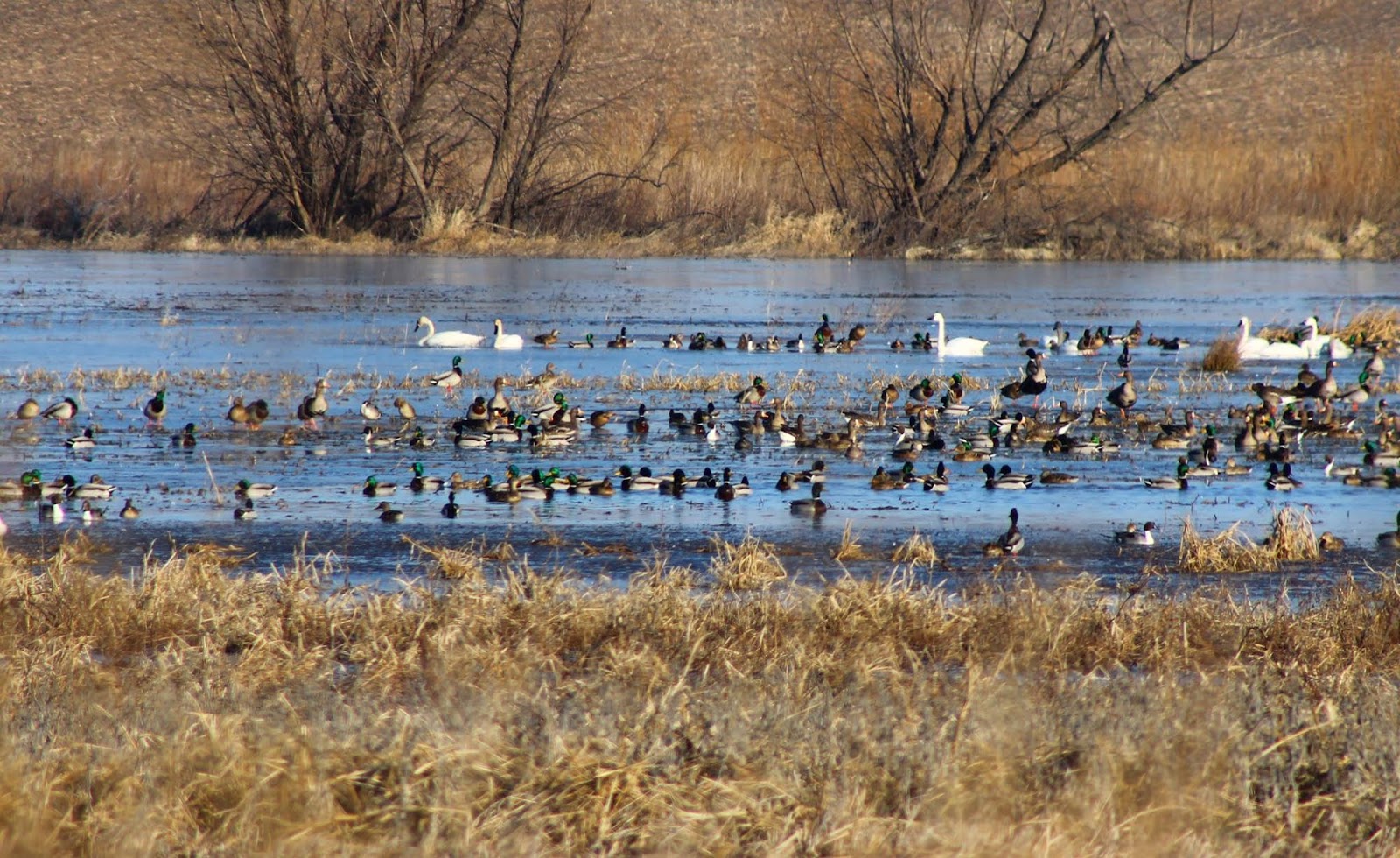 Capitol Outdoors Illinois' Hunting and Fishing Resource Calling