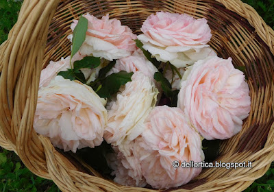 rose del giardino della fattoria didattica dell ortica a Savigno Valsamoggia Bologna vicino Zocca