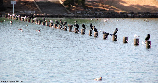 Aves acuáticas en el Parque Ohori