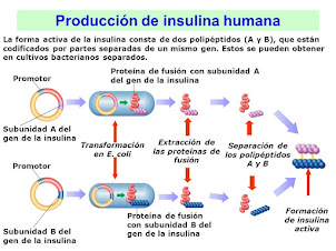 Producción de insulina humana